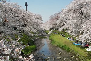 根川緑道