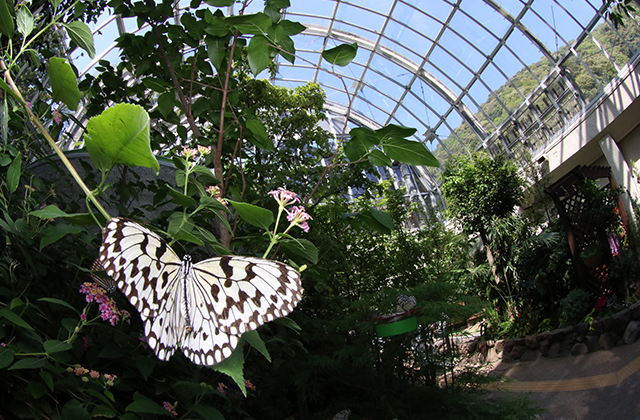 箕面公園昆虫館
