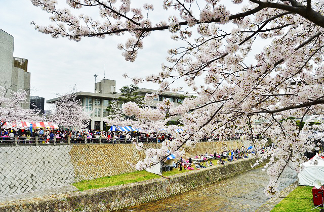 芦屋さくらまつり