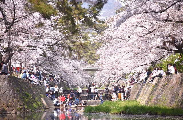 夙川公園（夙川河川敷緑地）
