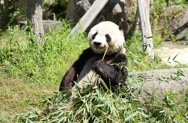>神戸市立王子動物園