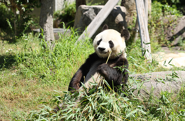 神戸市立王子動物園