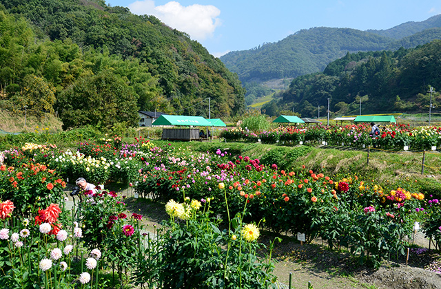 黒川ダリヤ園