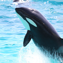 名古屋港水族館