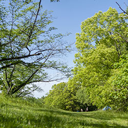 大高緑地
