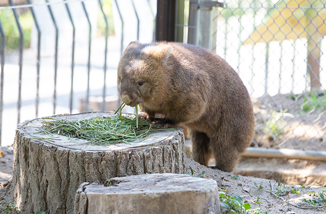 五月山動物園
