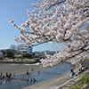芥川桜堤公園