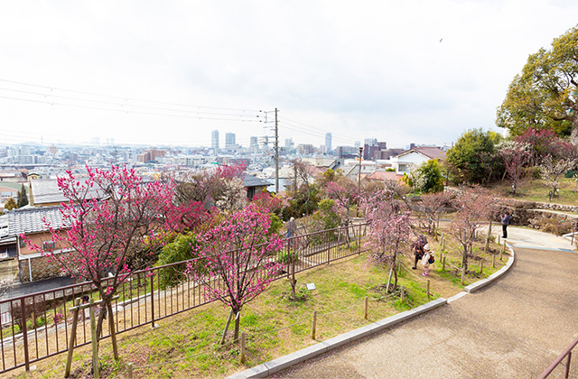 岡本梅林公園