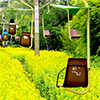 >妙見の森