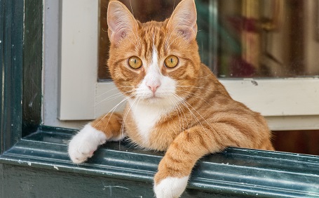 猫の脱走防止、対策とグッズを紹介！ベランダや玄関など注意すべきポイントは？