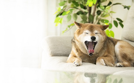 犬を室内で飼いたい！犬が安全で快適に暮らせる部屋づくり