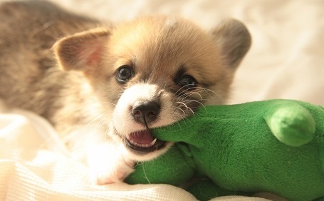 プロに聞く！犬をしつける方法は？基本的な項目や順番・しつけの際の注意点を解説（8800）