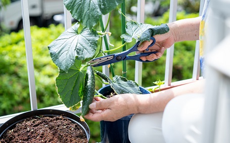 家庭菜園をベランダで！初心者にもおすすめの野菜と注意点を徹底解説