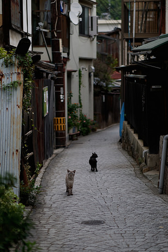 すっかり猫の街化した尾道、ネコノミクスにわく2月22日の様子