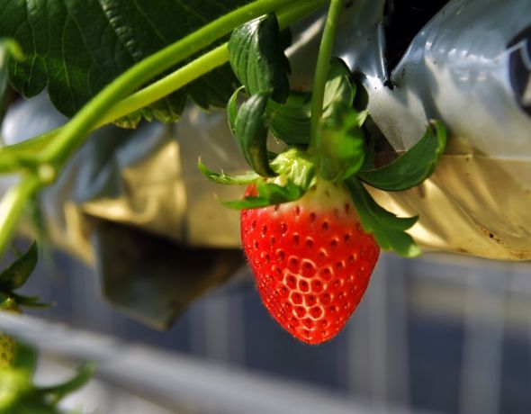 今や生産量のわずか1％！香川県で作り続けられる「女峰いちご」