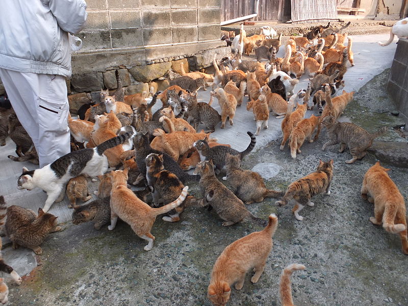瀬戸内海の「猫の楽園」青島...たった16人の住民の本音は？
