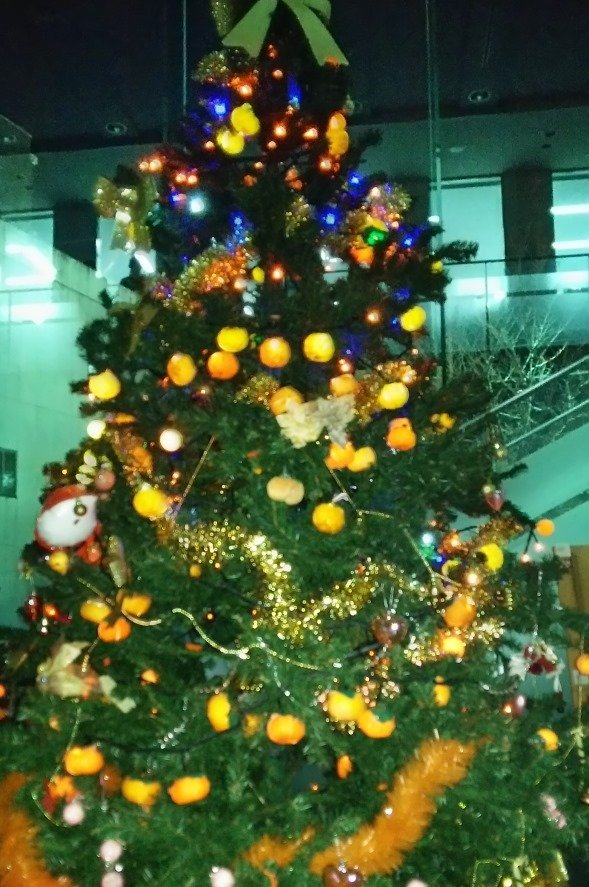 愛媛県ではクリスマスに「みかん」のツリーを飾る！？ 果実が光ってロマンティック