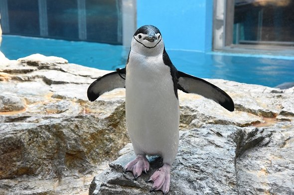 マニア必見！ 長崎にペンギン「世界一」の水族館