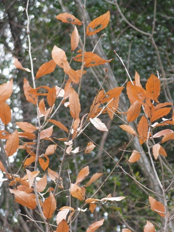 受験生の間で、ある植物の葉っぱがお守りとして人気に