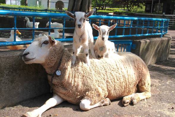 仲良し！ ヒツジに乗って眠る、盛岡市動物公園の子ヤギたちに癒される人続出