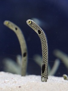 いただきますの日×チンアナゴの日 　すみだ水族館で「チンアナゴのいただきます」