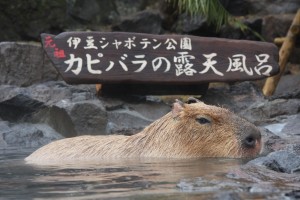 新春！露天の長風呂対決 国内4施設でカピバラが参加