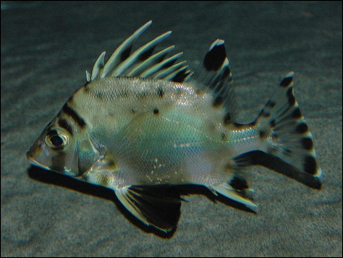 1科1属1種の珍種　国内唯一の飼育展示かも？