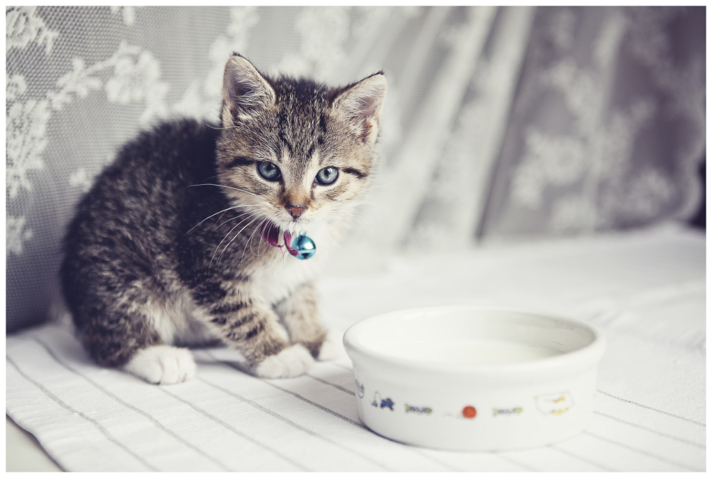 2月22日は何の日？ 　今までに飼った数が65匹というオーナーも