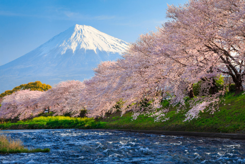 桜×富士山の最強コラボ絶景！ 　桜だけでは物足りないあなたに