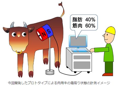 牛の霜降り状態を計測　 生きている牛にスキャナー！