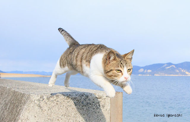 猫好き集まれ〜 　「ねこ専　2015浅草」開催