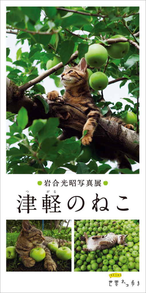 猫を通して味わう津軽の四季　銀座で岩合光昭さん写真展