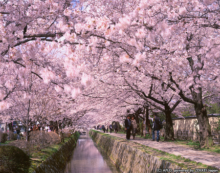 世界が選ぶ日本の“桜の絶景”ベスト10　トップは、思索にふけりながら歩ける桜のトンネル