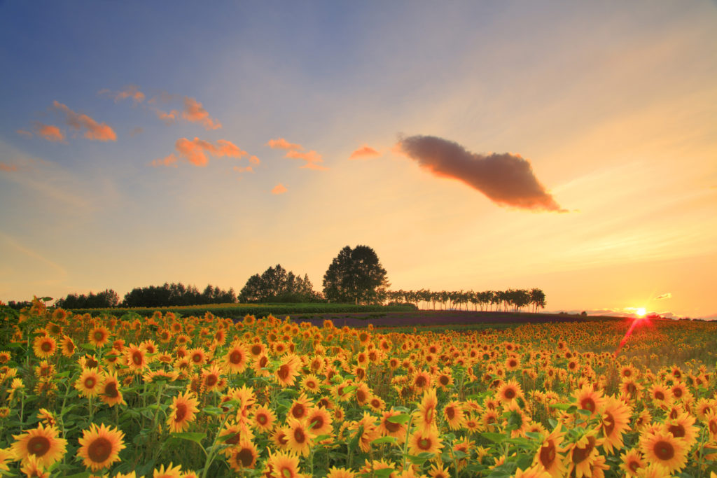 美瑛町 ひまわり畑(Biei Sunflower field)　ヒマワリとラベンダーの花畑の丘と白樺並木と夕日　【絶景NIPPON】