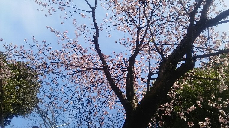 東京で桜開花　お花見をする理由、しない理由は？