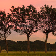新潟の田園風景を象徴する稲架木（はさぎ）