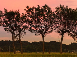 新潟の田園風景を象徴する稲架木（はさぎ）